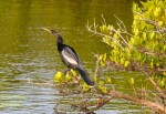 American anhinga