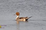 Common pintail