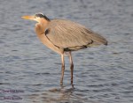 Great blue heron
