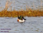 Northern shoveler