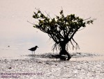 Red knot with&nbsp;mangrove