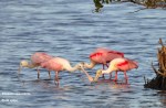 Roseate spoonbilles