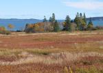 Blueberry Barren mid-Oct