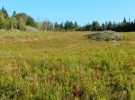 Blueberry Barren mid-Sept