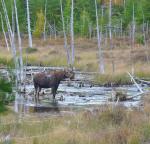 Moose in Stump Pond&nbsp;1