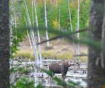 Moose in Stump Pond&nbsp;2
