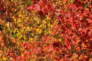 Pallette of Autumn Colors