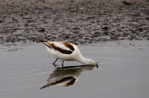 American avocet feeding