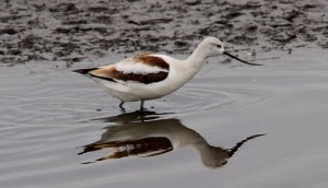 American avocet