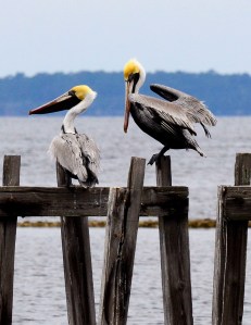 Brown Pelicans