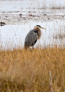 Great blue heron