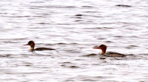 Red-breasted merganser