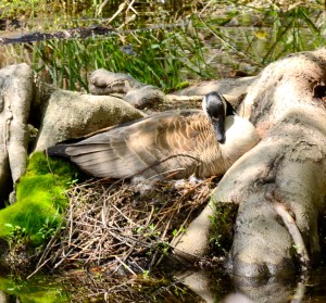 Canada Goose on nest.