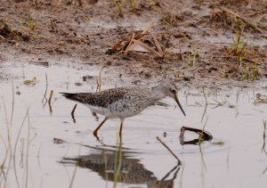 Lesser Yellow-leg