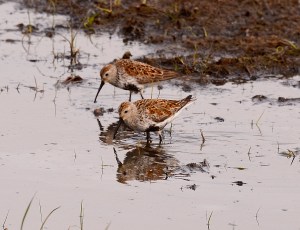 Pair of Dunlin