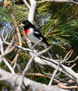 Rose-breasted Grosbeak