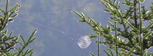 Web suspended between two trees. Primary cable visible on left, as is the left branch of  perpendicular Y-cable.