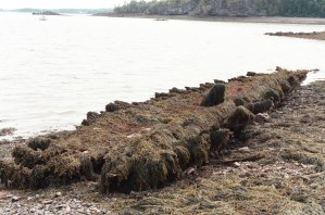 Keel and Ribs of Wooden-Hulled vessel exposed at low tide off Cony Beach.